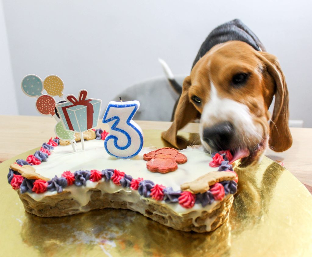 torta cumpleaños mascota