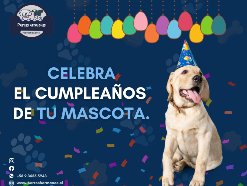 Torta para perros en Chile: Sorprende a tu mascota en su cumpleaños